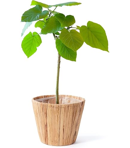 Amazon｜SUZUHA 観葉植物 本物 曲がり仕立て フィカス ウンベラータ